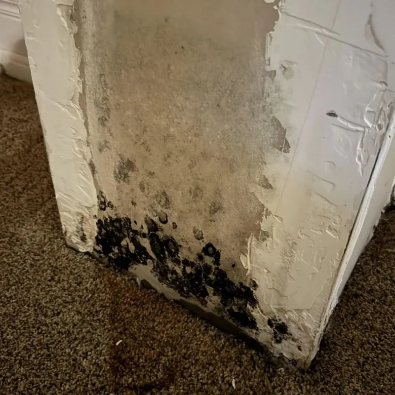 Professional Mold Removal in Albers, IL